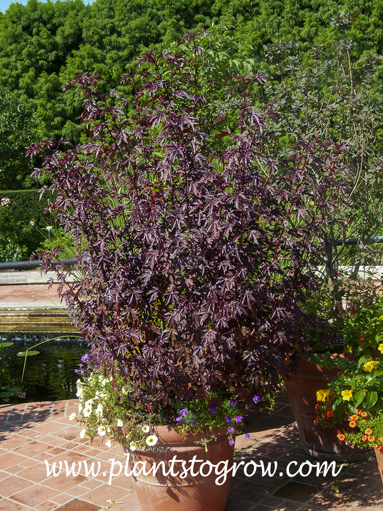 Maple Sugar Hibiscus (Hibiscus acesotella)